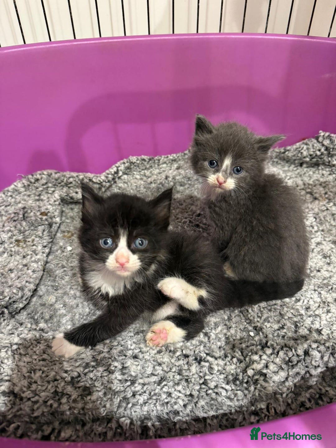 British Longhair cats for sale: beautiful kittens  - Image 1