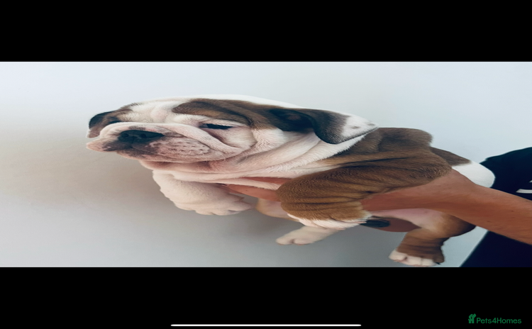 English Bulldog dogs - Advert 9