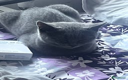 British Shorthair cats for sale: Kittens for sale - Image 4