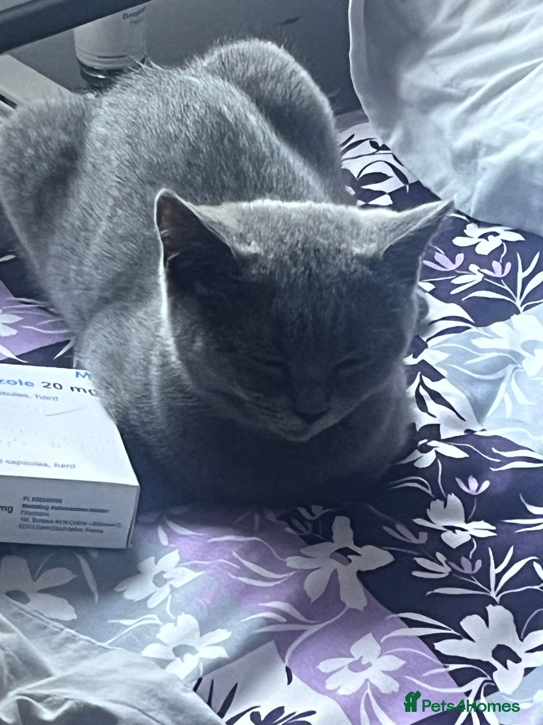 British Shorthair cats for sale: Kittens for sale - Image 4