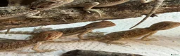 Bearded Dragon reptiles for sale: Baby Bearded Dragons. Visual Dunners & Hypos - Advert 17