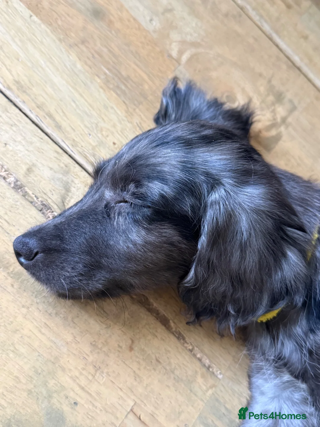Cockapoo dogs for sale: Beautiful 11 Week Old Cockapoo Puppy Spaniel Type - Advert 2