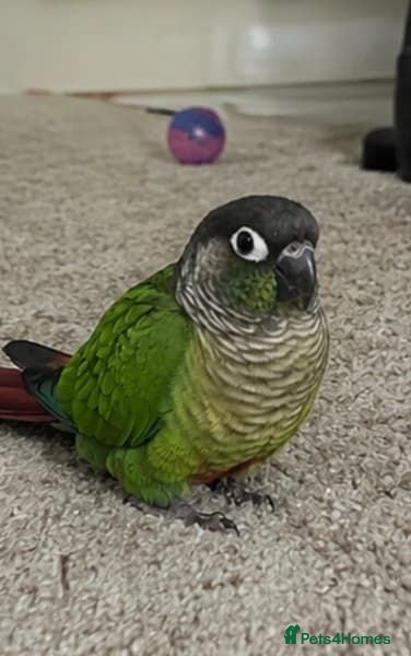 Parrots birds Male Green Cheek Conure – Meet Basil - Advert 6
