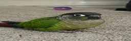 Parrots birds for sale: Male Green Cheek Conure – Meet Basil in London - Advert 1