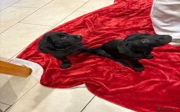Mixed Breed dogs for sale: Rare black golden cocker puppies - Image 7