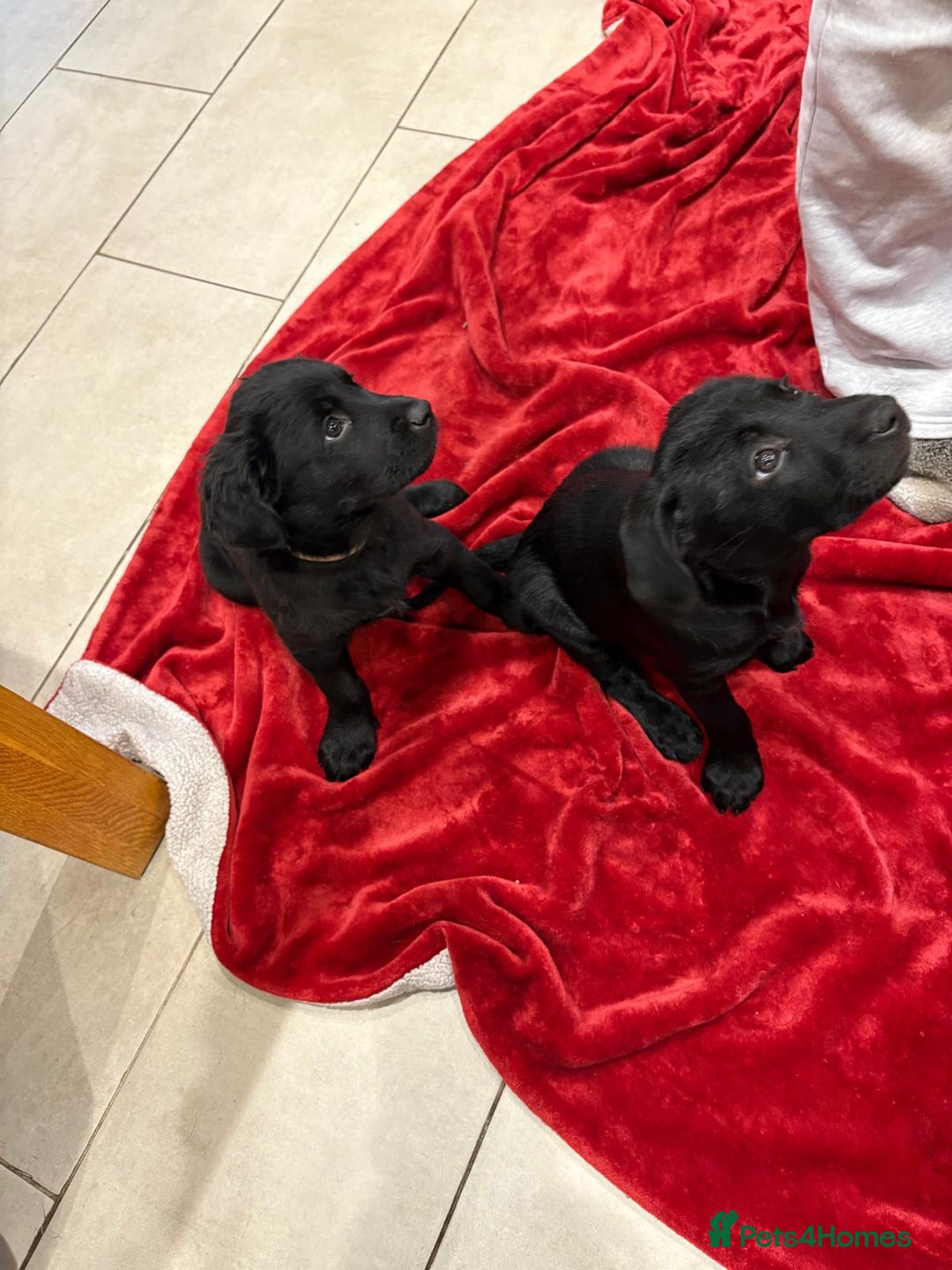 Mixed Breed dogs for sale: Rare black golden cocker puppies - Image 7