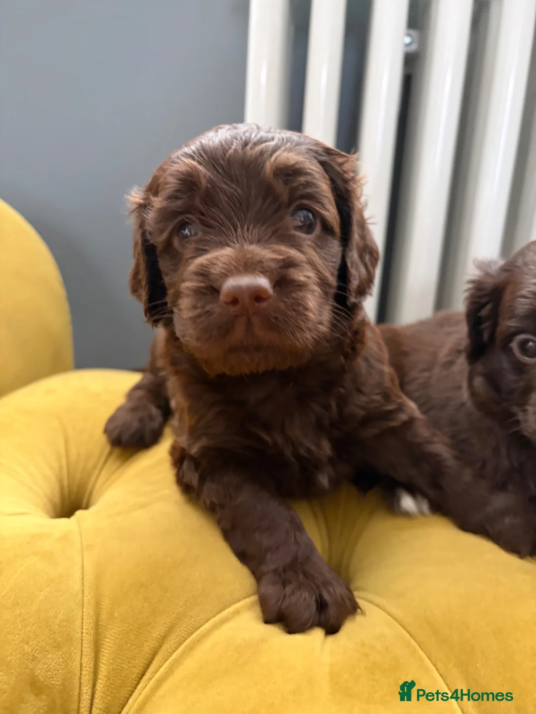 Cockapoo dogs for sale: Sprockerdoodledors - Advert 9