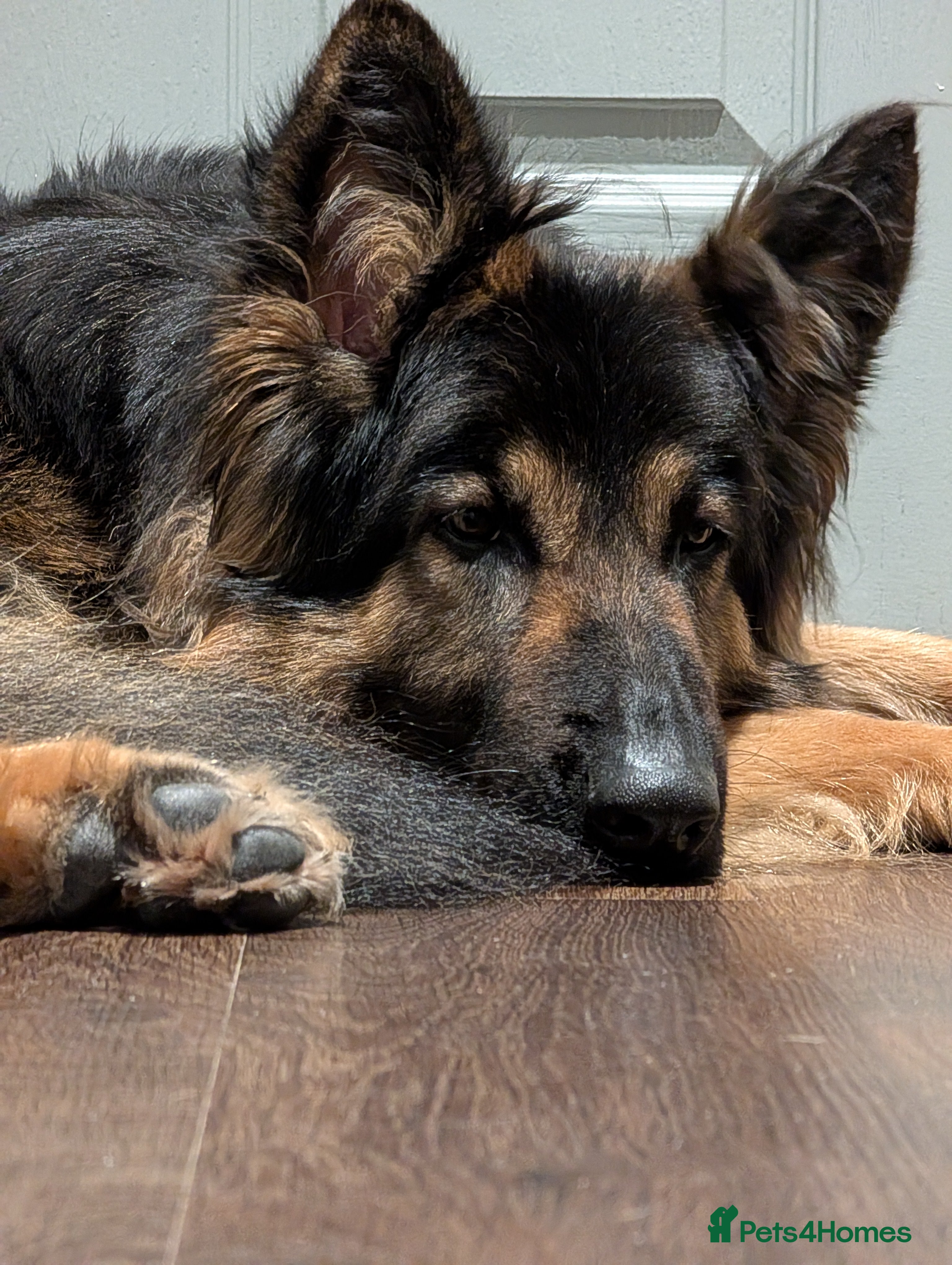 German Shepherd dogs Looking for a new home  - Advert 9