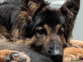 German Shepherd dogs Looking for a new home - Advert 18