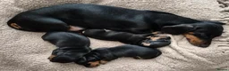 Dachshund dogs for sale: Beautiful Miniature Dachshunds  - Advert 13