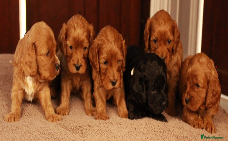 Cavapoo dogs - Advert 8