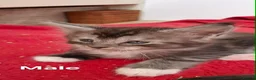 Maine Coon cats for sale: Beautiful Maine coon Kittens in Saint Austell - Advert 3
