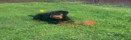 Rottweiler dogs for sale: Top German Rottweiler - Advert 1