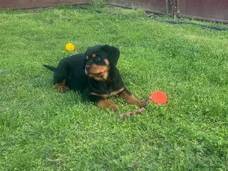 Rottweiler dogs Top German Rottweiler - Advert 5