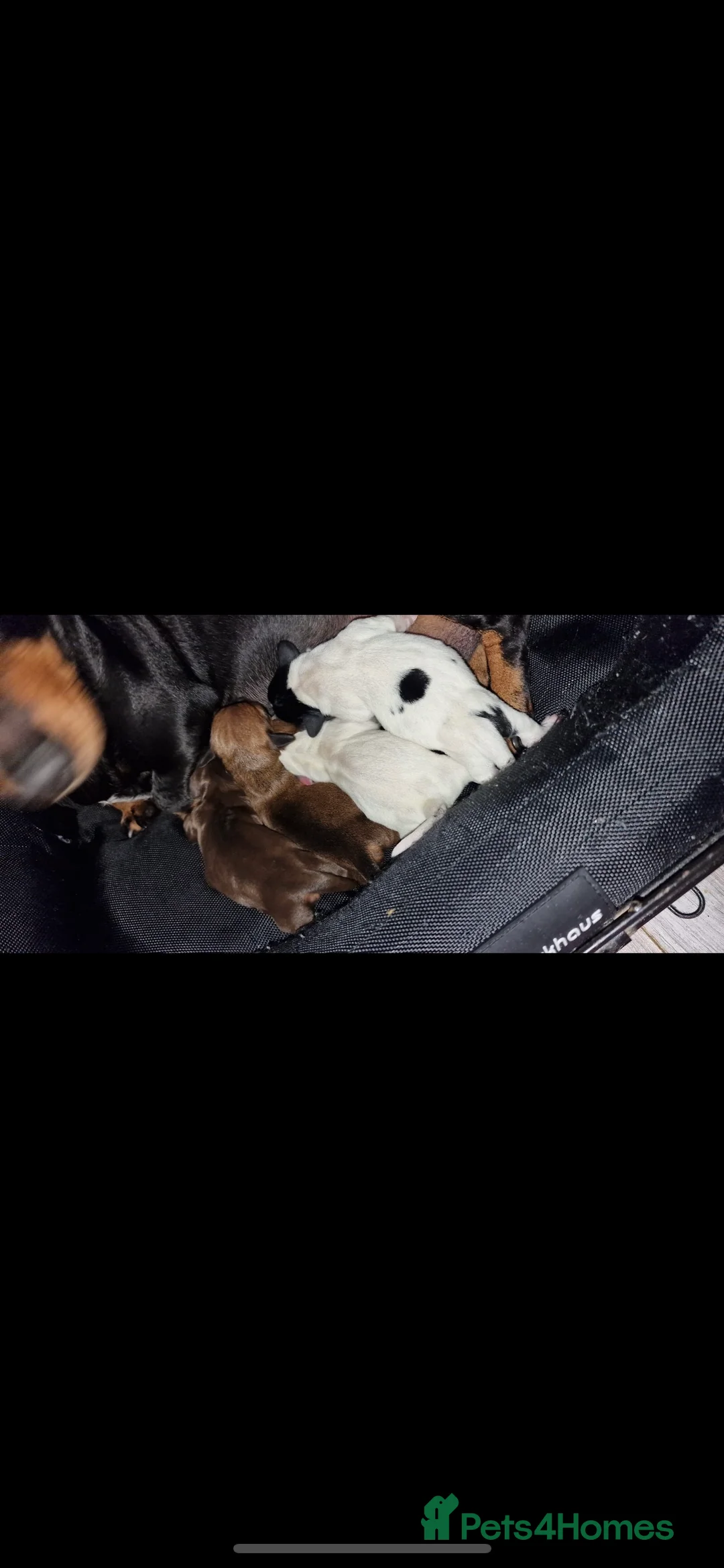 Miniature Dachshund dogs for stud: KC Miniature Dachshund in Liverpool - Advert 11