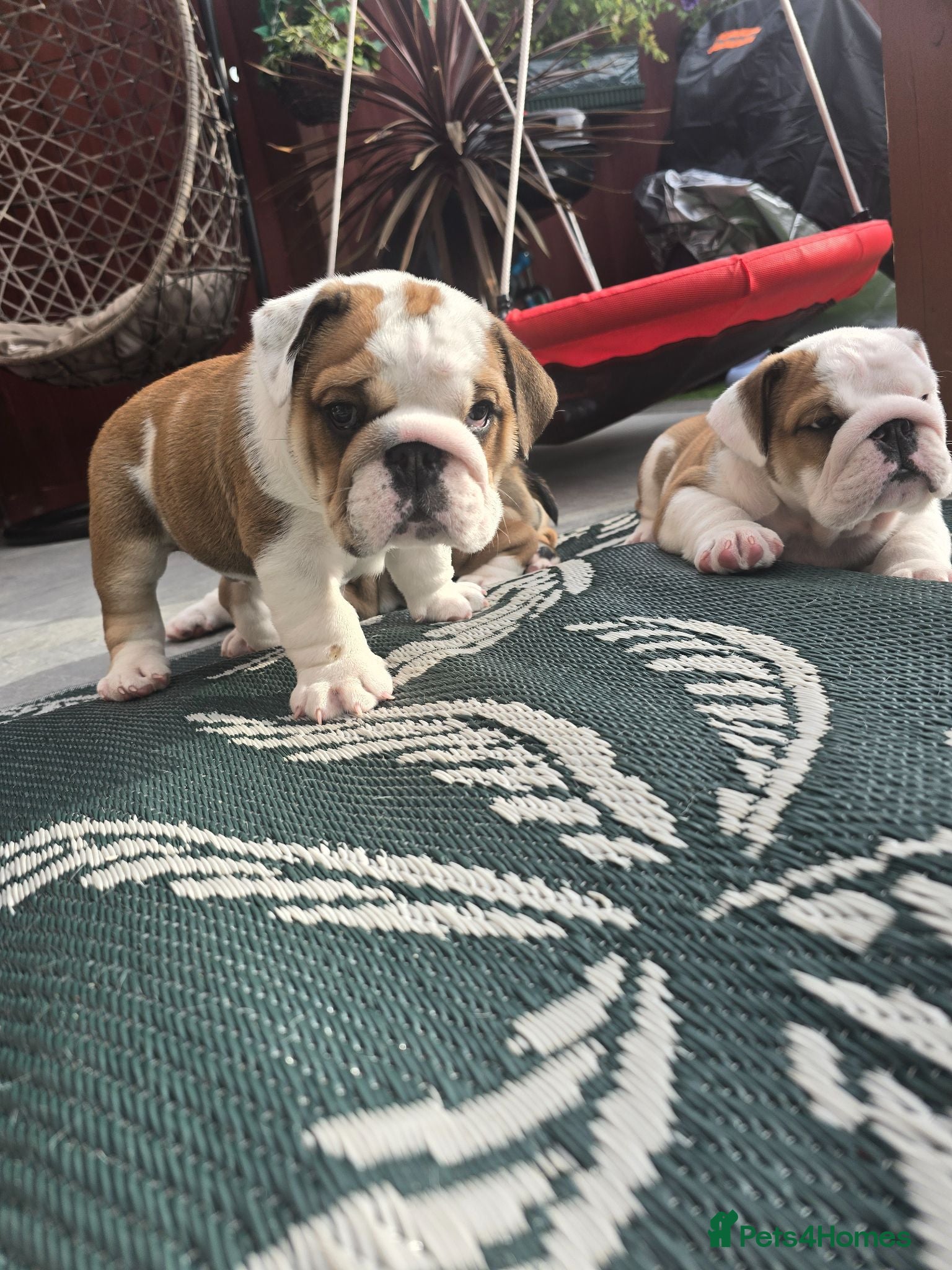 English Bulldog dogs 🐾 Beautiful KC Reg English Bulldog Puppies 🐶 - Advert 2