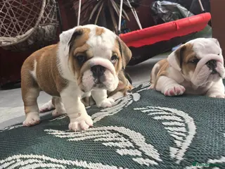 English Bulldog dogs 🐾 Beautiful KC Reg English Bulldog Puppies 🐶 - Advert 2