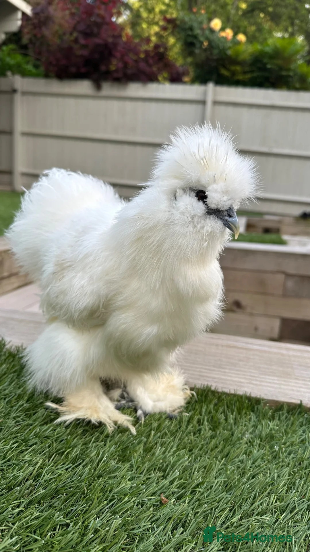 Chickens poultry for sale: Silkies - White females  - Advert 1