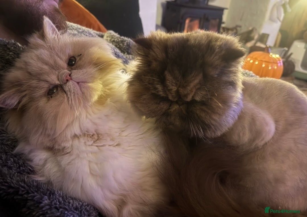 Persian cats for sale: Female Persian  - Image 4