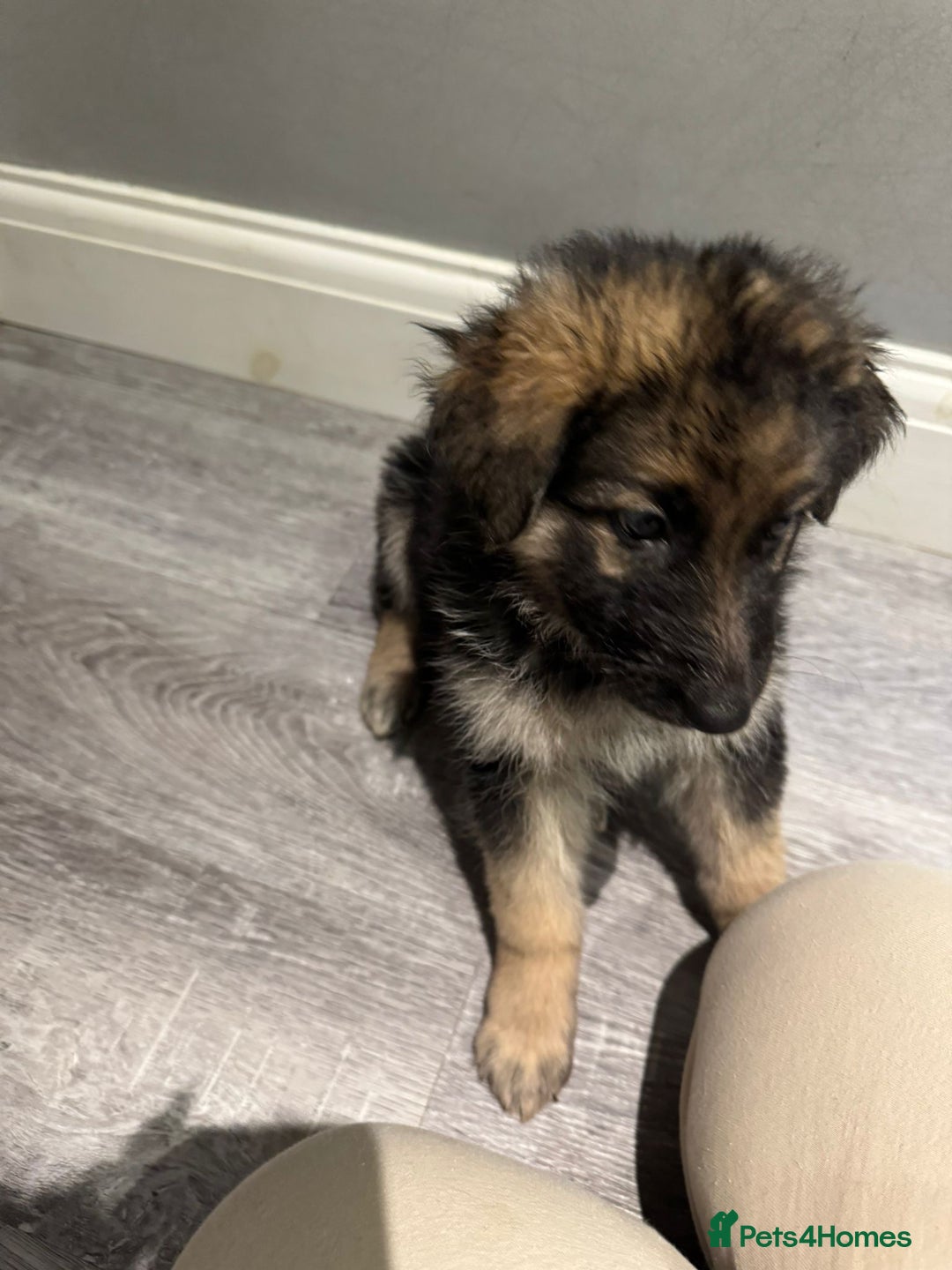 German Shepherd dogs for sale: german shepherd puppies full pedigree  - Advert 15