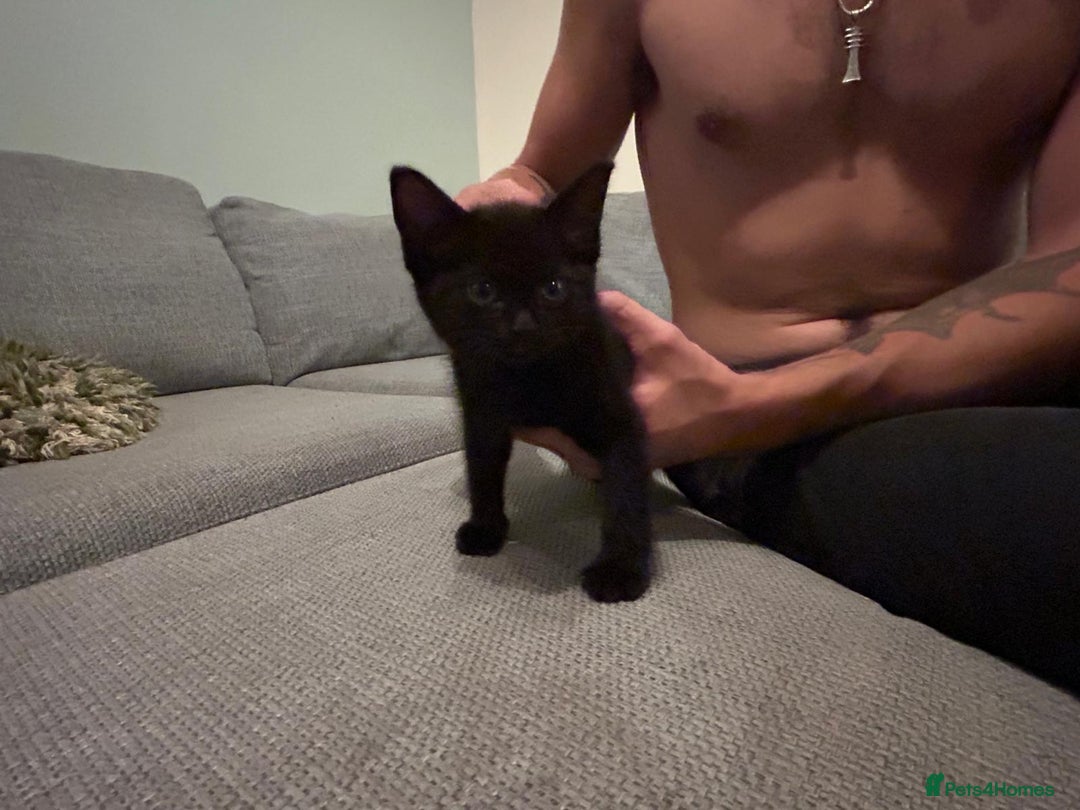Mixed Breed cats for sale: Three playful kittens in search of forever home. - Image 20