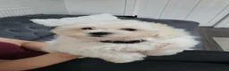 Maltese dogs for sale: Pure Bred Maltese Puppies for sale - Advert 7