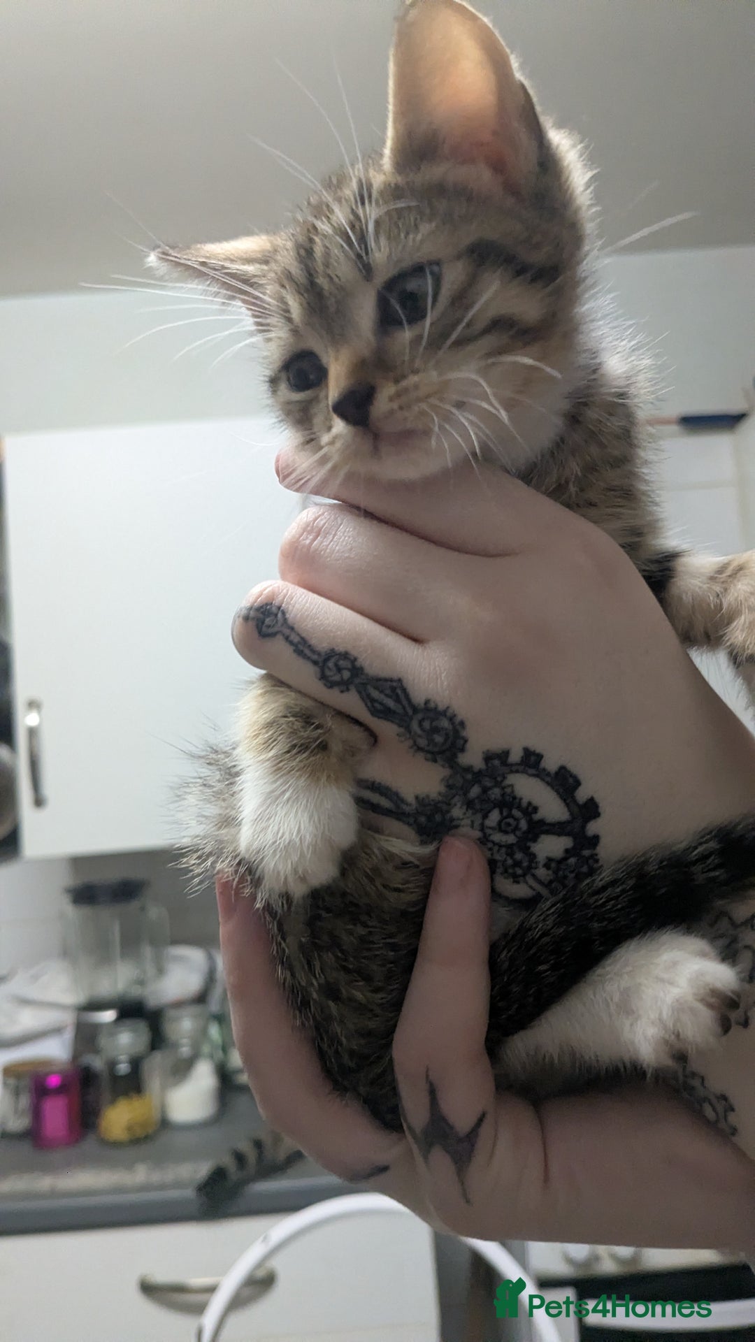 British Shorthair cats for sale: BEAUTIFUL TABBY KITTENS FOR SALE  - Advert 3