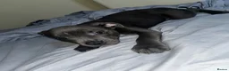 American Bull Staffy dogs for sale: 5m/o Grey/blue female American bulldog staff runt  - Advert 6