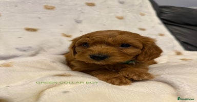 Cockapoo dogs F1 cockapoo puppies  - Advert 9