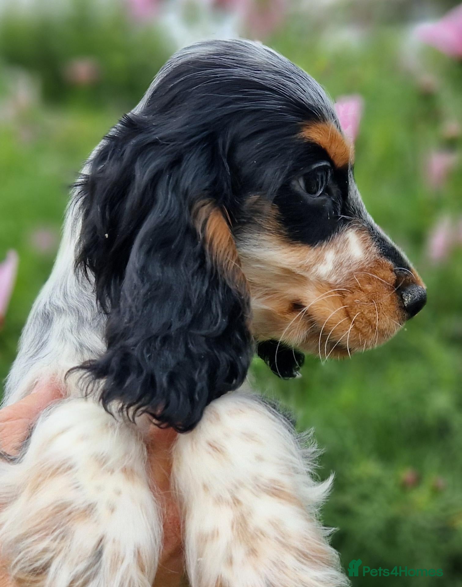 Cocker Spaniel dogs RKC Cocker Spaniel Puppies - Advert 1
