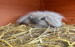 Mini Lion Lop rabbits for sale: Beautiful Lion Lop Sisters - Image 5