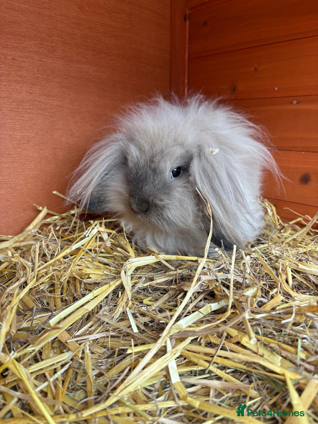 Mini Lion Lop rabbits for sale: Beautiful Lion Lop Sisters - Image 5