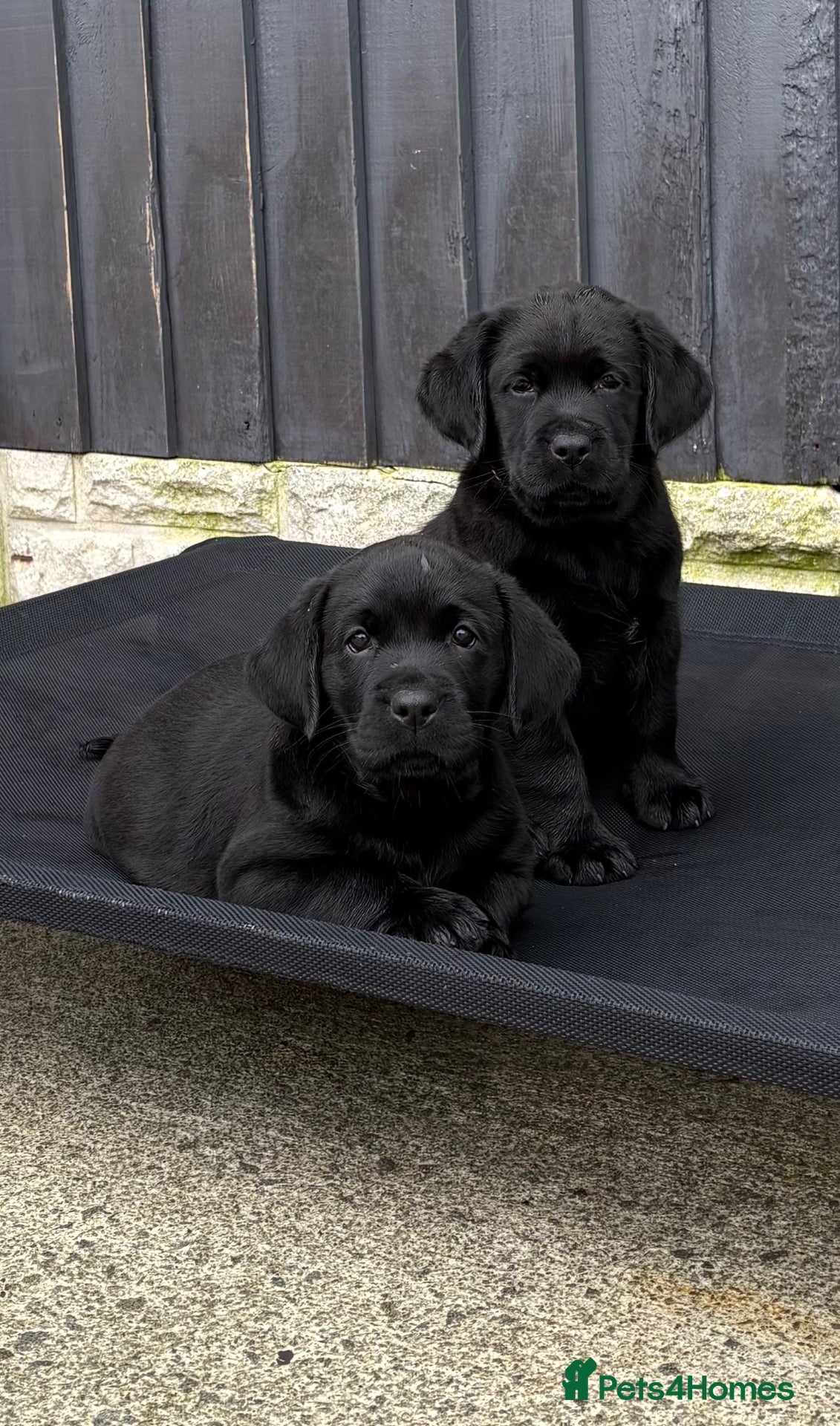 Labrador Retriever dogs Labrador puppies - Advert 13