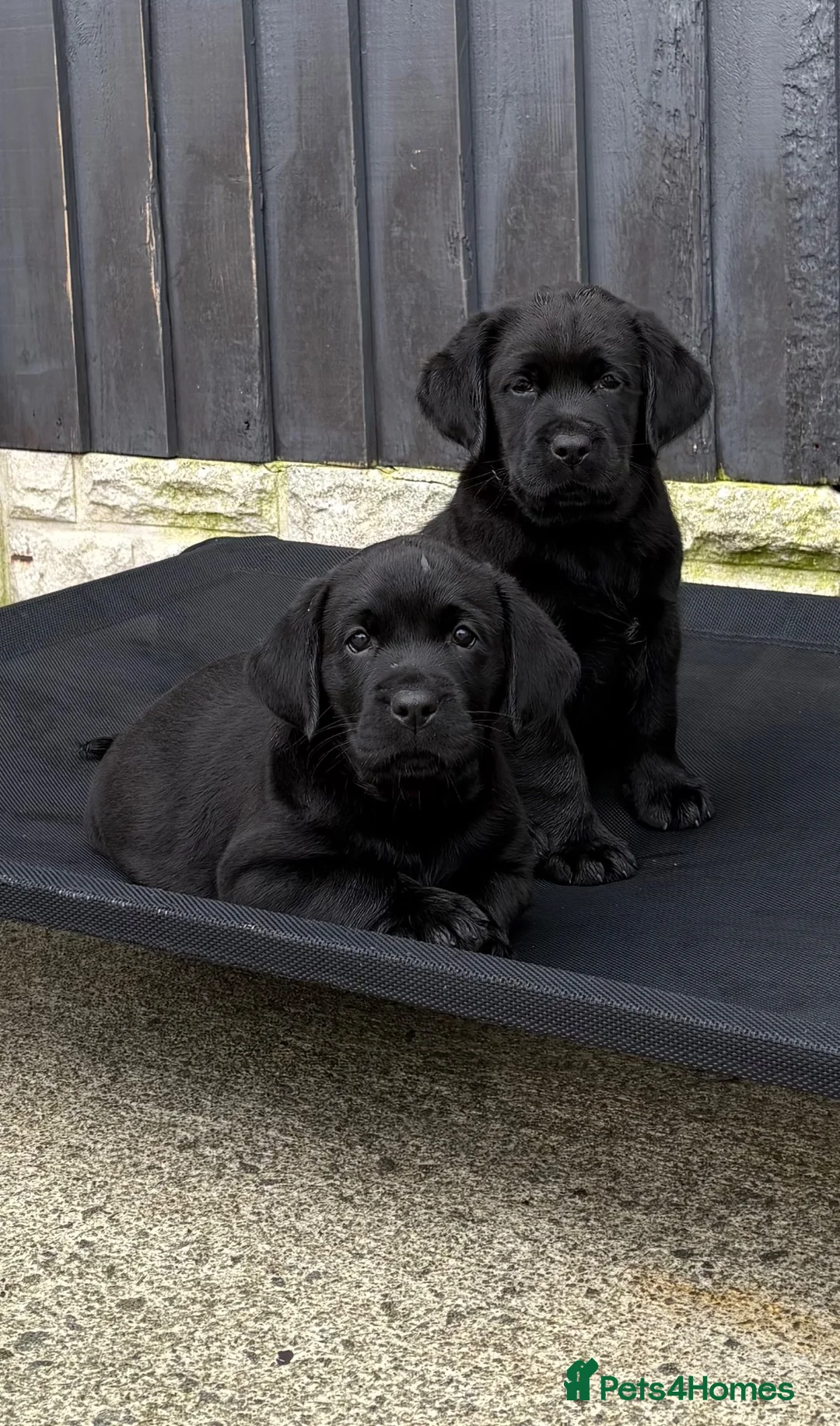 Labrador Retriever dogs for sale: Labrador puppies - Advert 1
