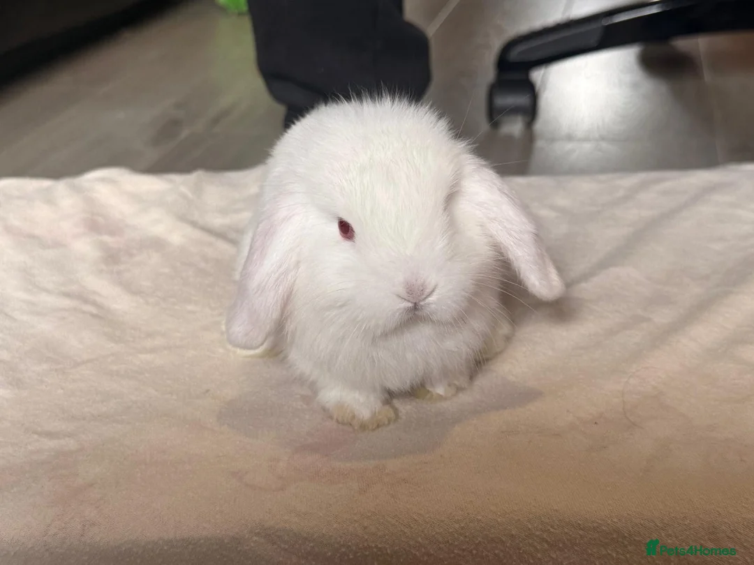 Mini Lop rabbits for sale: Pure mini lops  in Cardiff - Advert 2