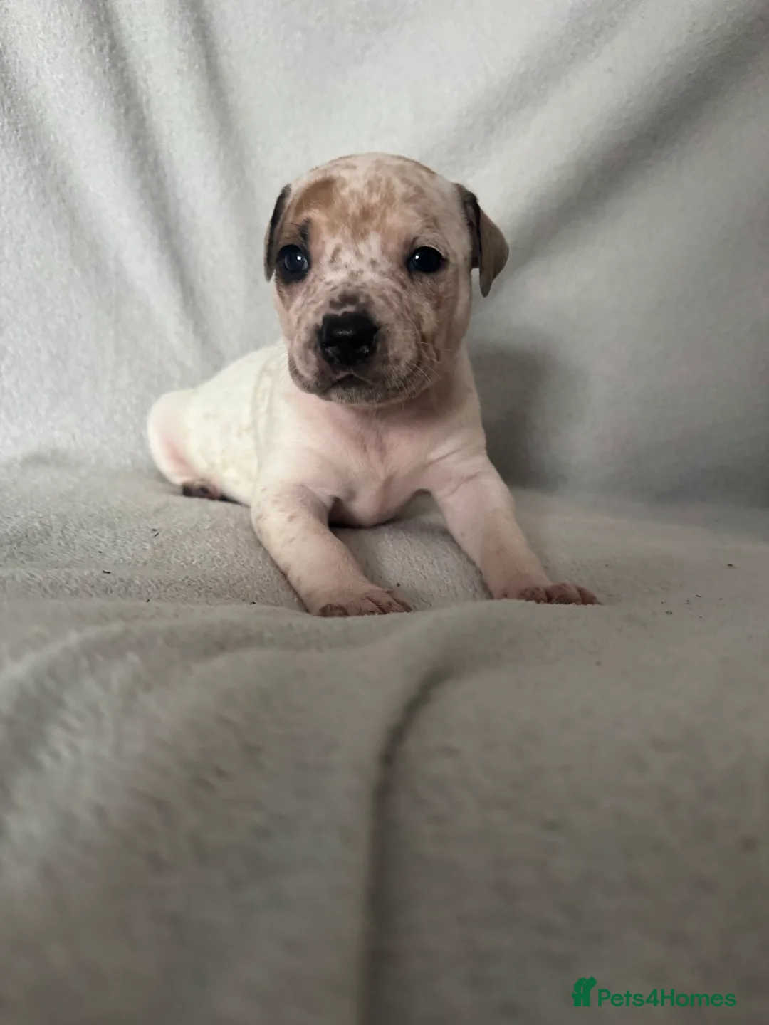 Mixed Breed dogs for sale: Akita cross  - Advert 5