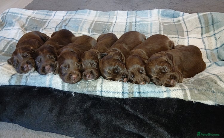 Sprocker dogs - Advert 9