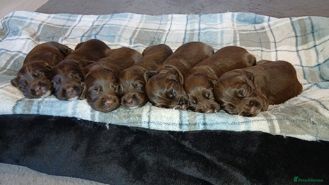 Sprocker dogs for sale: Sprocker puppies  - Image 1