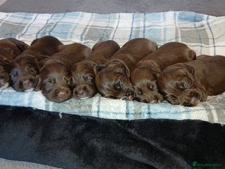 Sprocker dogs - Advert 6