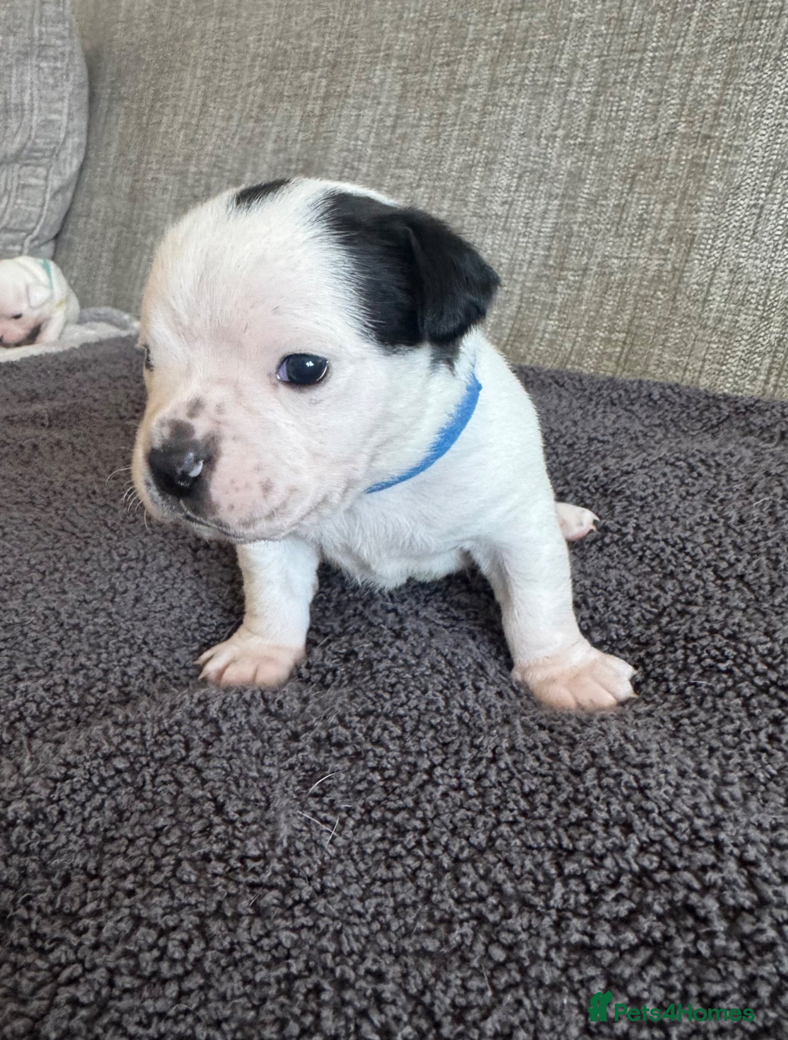 Mixed Breed dogs American Bulldog x Chihuahua - Advert 4