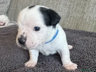 Mixed Breed dogs American Bulldog x Chihuahua - Advert 4