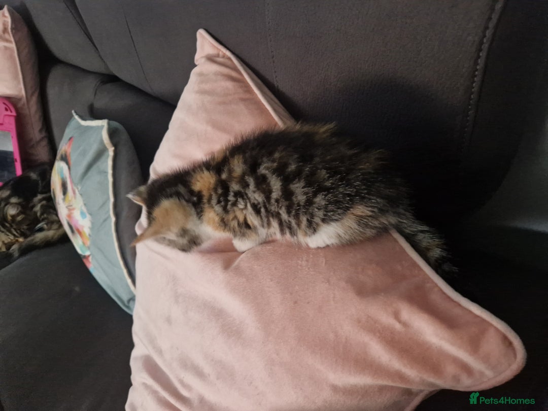 Mixed Breed cats for sale: 5 beautiful kittens 4 female 1 male - Image 19