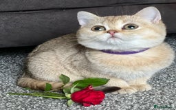 British Shorthair cats for sale: Adorable BSH kittens golden TiCA/ GCCF - Image 13