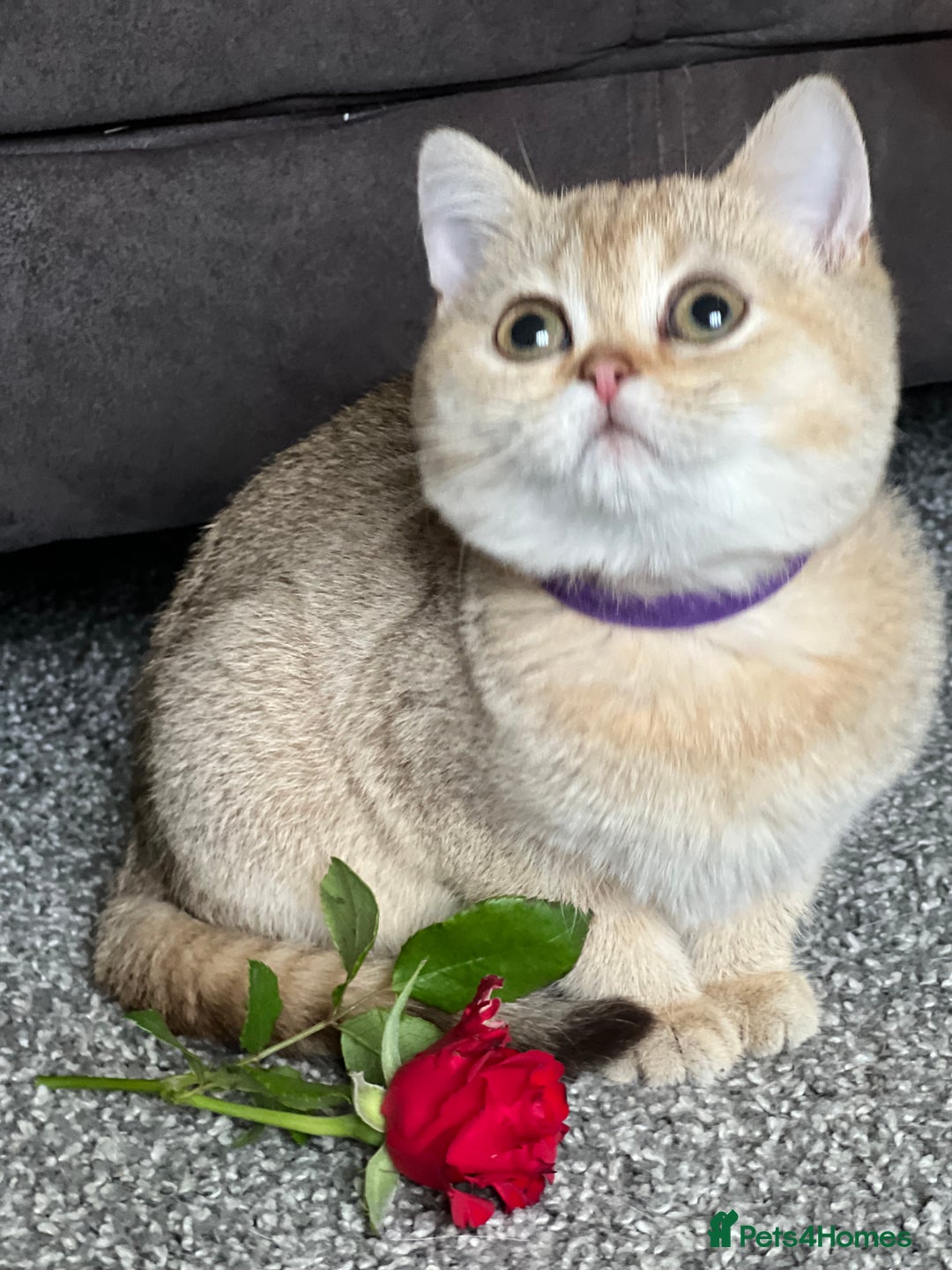 British Shorthair cats for sale: Adorable BSH kittens golden TiCA/ GCCF - Image 13