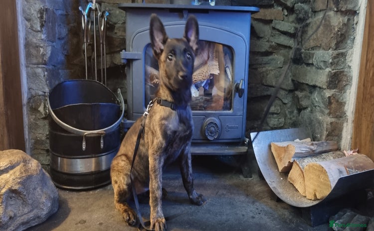Belgian Shepherd Dog dogs - Advert 2