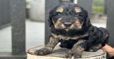 Bernedoodle dogs - Advert 11