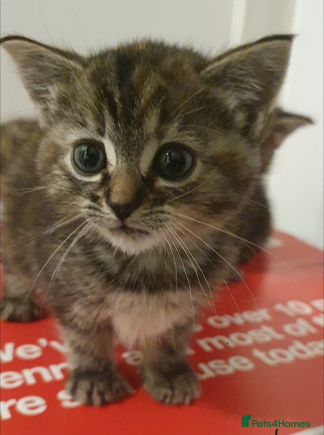 Mixed Breed cats for sale: BENGAL RAGDOLL MAINE COON CROSS KITTENS  - Advert 4