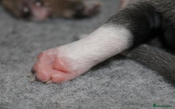 Italian Greyhound dogs for sale: Italian Greyhounds 5 Star Licensed Breeder - Image 10