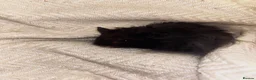 Hamster rodents for sale: Long haired Syrian hamster  - Advert 4