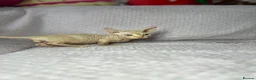 Sphynx cats for sale: Canadian bambino Sphynx kittens  - Advert 39